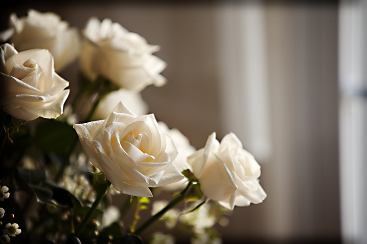 Cream Colored Roses