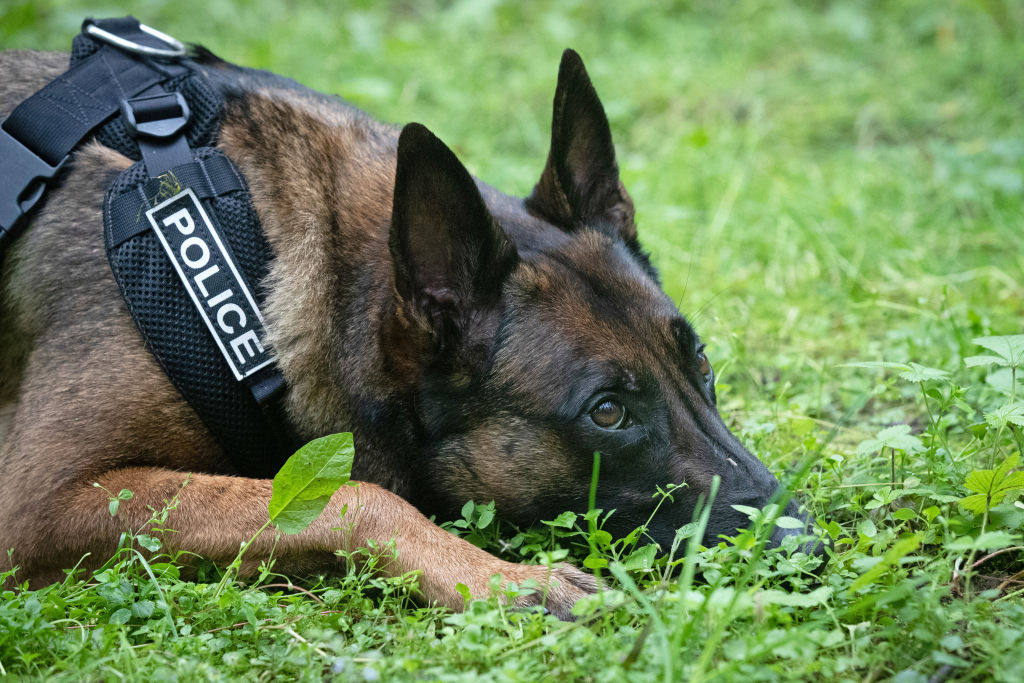 Police dog handler at work in Moscow