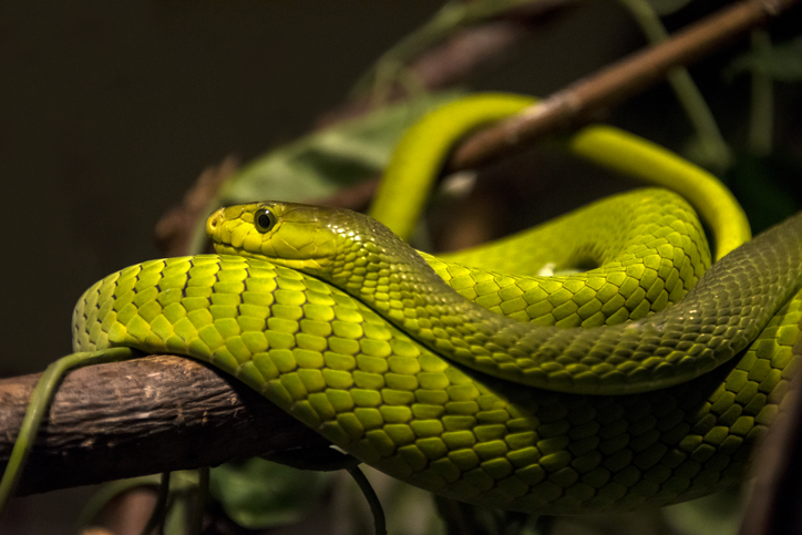 East African Green Mamba