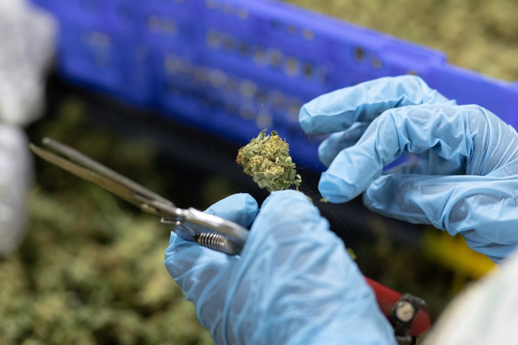 Marijuana Harvesting
