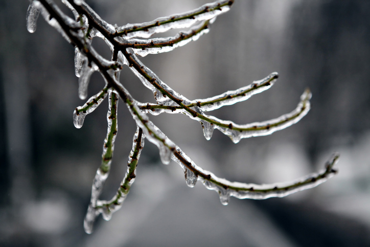 Frozen tree branch