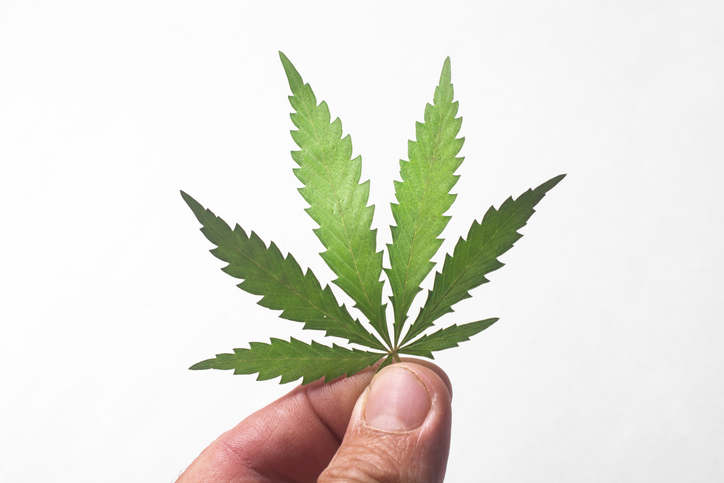 fingers holding a hemp leaf on a white background close-up