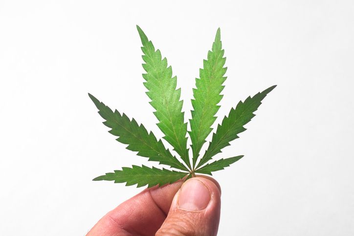 fingers holding a hemp leaf on a white background close-up